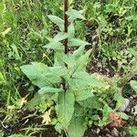 Verbascum nigrum Blatt