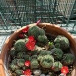 Rebutia minuscula Квітка