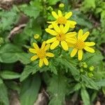 Senecio squalidus Fula