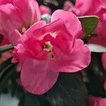 Rhododendron indicum Цвят