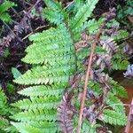 Dryopteris erythrosora 葉