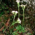 Saxifraga androsacea Celota