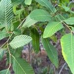 Nothofagus alpina Hoja
