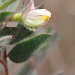 Acmispon americanus Flower