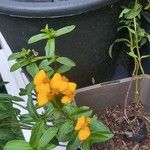 Tagetes lucida Flower