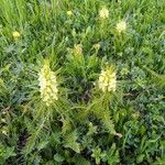 Pedicularis foliosa 花