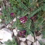 Astragalus hypoglottis Bloem