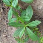 Talinum paniculatum 葉