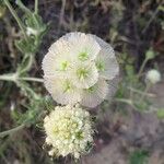 Lomelosia stellata Likasa