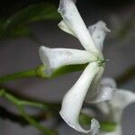 Tabernaemontana amygdalifolia Blüte