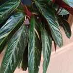 Stromanthe thalia Leaf
