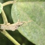 Dombeya punctata Otro