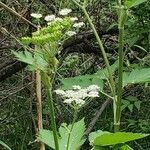 Heracleum lanatum Листок