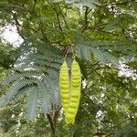 Albizia julibrissinOwoc