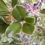 Arctostaphylos uva-ursi葉