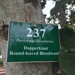 Pterocarpus rotundifolius Bark