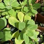 Plectranthus ornatus Leaf