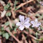 Limonium multiformeКвітка