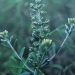 Alyssum alyssoides Floare