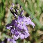 Veronica orsiniana Fiore