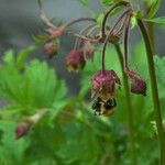 Geum rivaleCvet