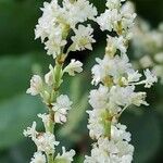 Reynoutria japonica Blomst