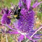 Eryngium leavenworthii Λουλούδι