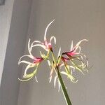 Hippeastrum cybister Flower