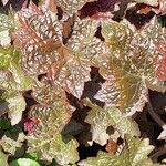 Heuchera micrantha Leaf