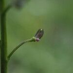 Teesdalia coronopifolia Fruto