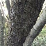 Euclea crispa Bark