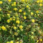 Potentilla pedata Leaf