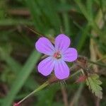 Geranium robertianumफूल