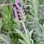 Lavandula pedunculata Flor
