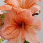 Hippeastrum reginae Flower