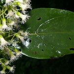 Neomirandea araliifolia Hoja