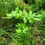 Lathyrus gmelinii Leaf