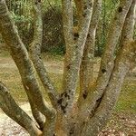 Zelkova carpinifolia Coajă