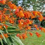 Crocosmia aurea Λουλούδι