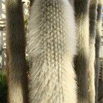 Cleistocactus strausii Frunză