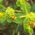 Euphorbia spinosa Vili