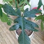 Philodendron bipennifolium ഇല