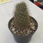 Echinocereus dasyacanthus Yaprak