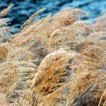 Phragmites australis Gyümölcs