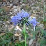 Scabiosa cinerea