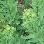 Inula spiraeifolia Flower