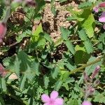 Saponaria ocymoides Leaf