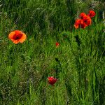 Papaver rhoeas Λουλούδι