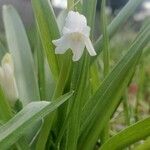 Hyacinthoides × massartiana Flors