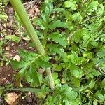 Valeriana calcitrapae Leaf